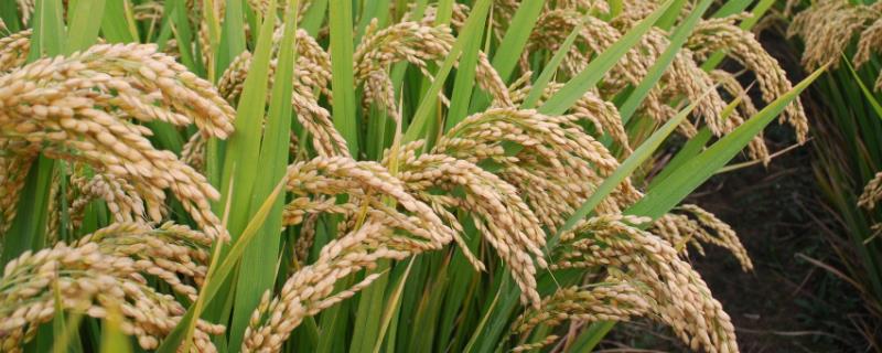 蜀香优668水稻品种的特性，全生育期154.0天