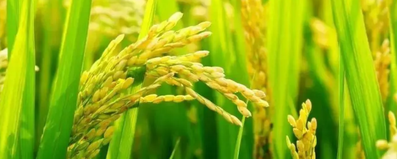 隆两优4118水稻种子简介，全生育期137.9天