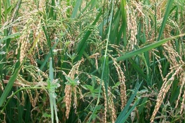 喜两优丝苗水稻种简介，每亩有效穗数15.8万穗