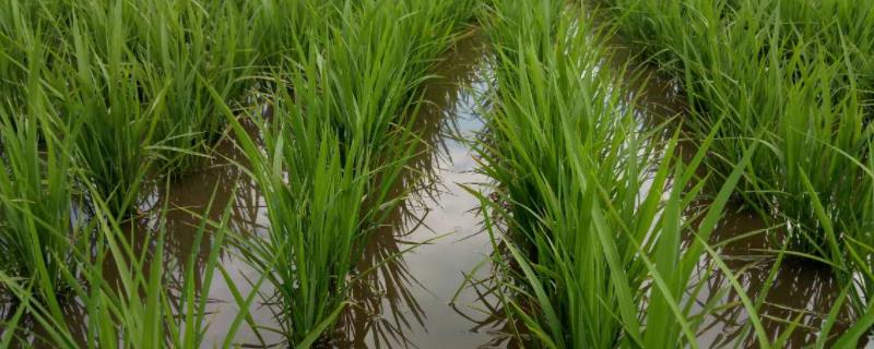 甜香优2115水稻种子简介，根据各地气候生态特点适期播种
