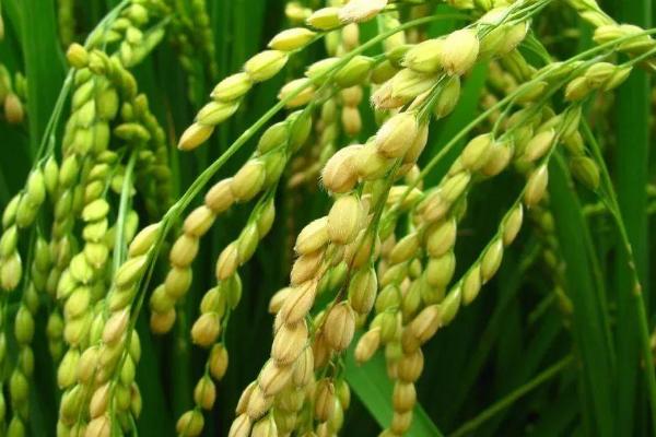 宜香优润禾水稻品种的特性，籼型三系杂交水稻品种