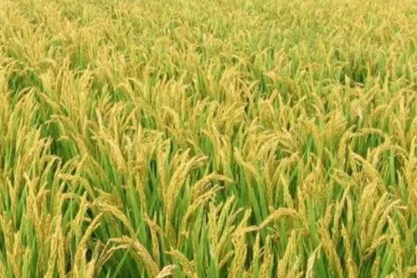 荃优鄂丰丝苗水稻品种的特性，秧田亩播种量8－10千克