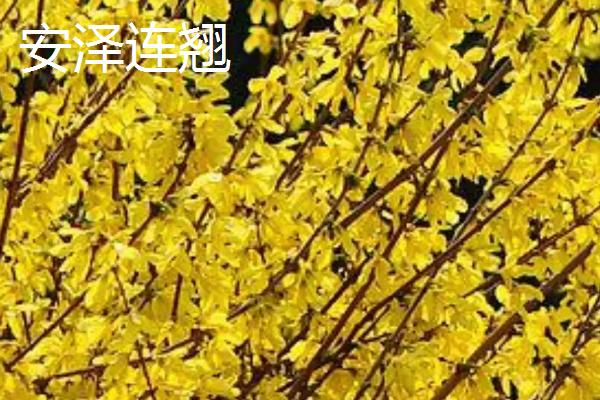 山西省安泽县的特产，安泽蜂蜜是全国农产品地理标志