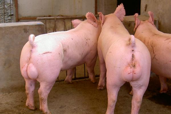 公猪大还是母猪大，相同品种和相同年龄下公猪体重会比母猪重