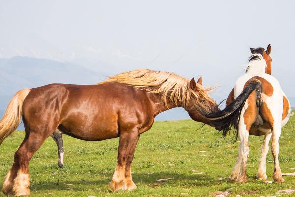马的特点和生活特征，体重可达1200kg且平均寿命为30-35年左右