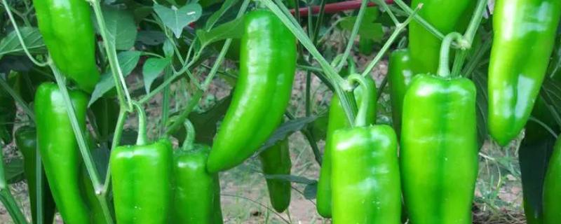 青椒的品种有哪些，根据品种的特性因地制宜选择