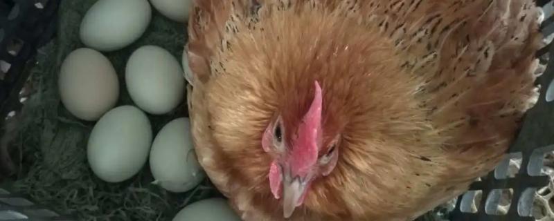 绿壳蛋鸡的产蛋量，年产蛋为180枚/只