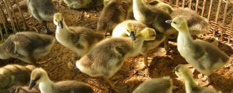 雏鹅冬季饲养技术，大群育雏应在育雏室保温育雏