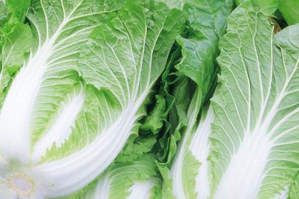 白菜属于绿叶蔬菜吗，属于绿叶蔬菜