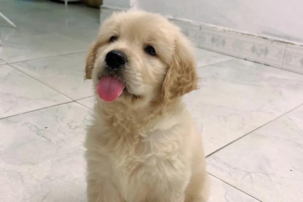 小金毛的饲养方法，未满月的建议多喝牛奶
