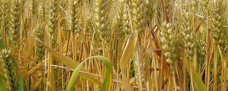 石农952小麦品种简介，每亩底施二铵30千克