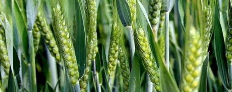 统帅1号小麦种子特征特性，秸秆还田地块要适当增加播种量