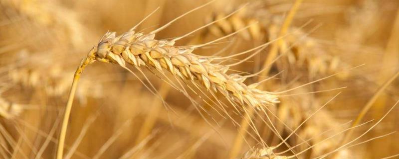 冀缘1016小麦品种的特性，该品种属半冬性中熟品种