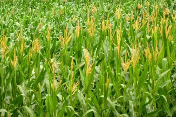 太育189玉米品种的特性，适宜播期4月下旬至5月上旬