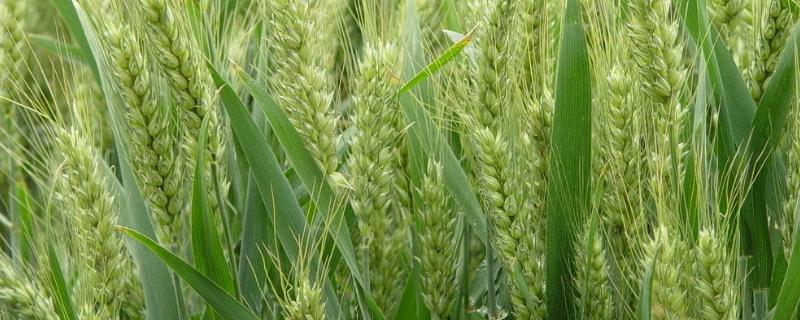 石农707小麦种子特征特性，中抗叶锈病