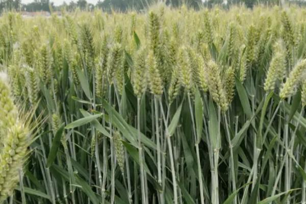 良星77小麦品种的特性，中抗白粉病