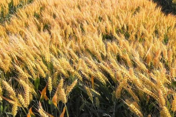 冀科667小麦种子特征特性，该品种属半冬性中熟品种