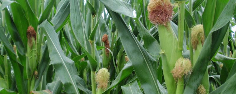 太育189玉米品种的特性，适宜播期4月下旬至5月上旬
