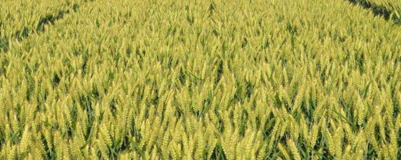 金瑞118小麦种子特征特性，足墒播种