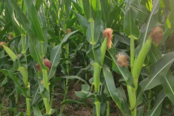 宁单34号玉米种子特征特性，适宜播期4月下旬至5月上旬