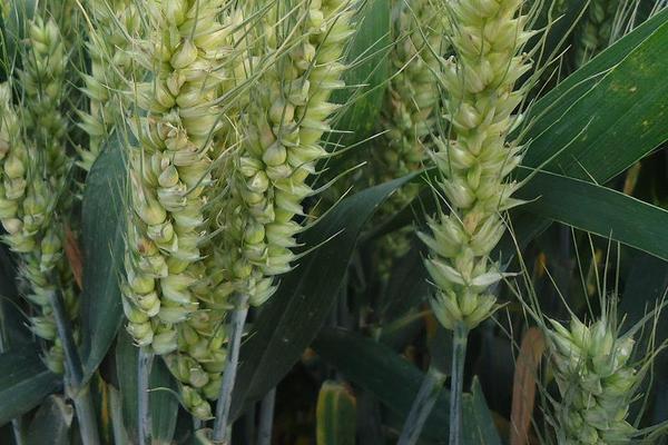 冀缘1016小麦品种的特性，该品种属半冬性中熟品种