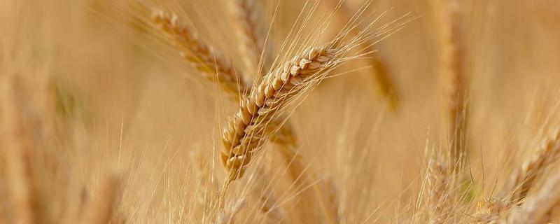 良星77小麦品种的特性，中抗白粉病