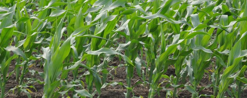 双惠88玉米种子简介，苗期注意防治地下害虫