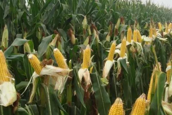 登海S167玉米品种的特性，适宜播期4月下旬至5月上旬