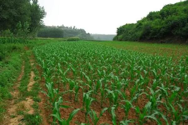 鑫丰盛9903玉米种子简介，适宜播期4月下旬至5月上旬