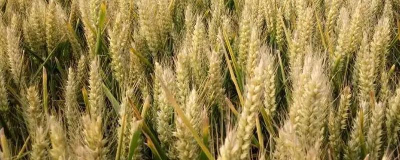 太麦103小麦种子特点，小穗密度中