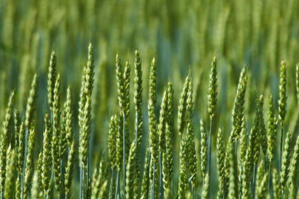圣麦104小麦种子特征特性，适宜播期10月上中旬