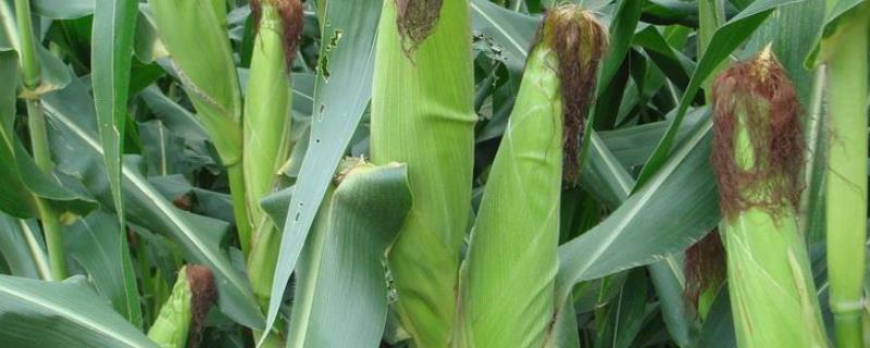 赛德13玉米种子特点，适宜播期4月下旬至5月上旬