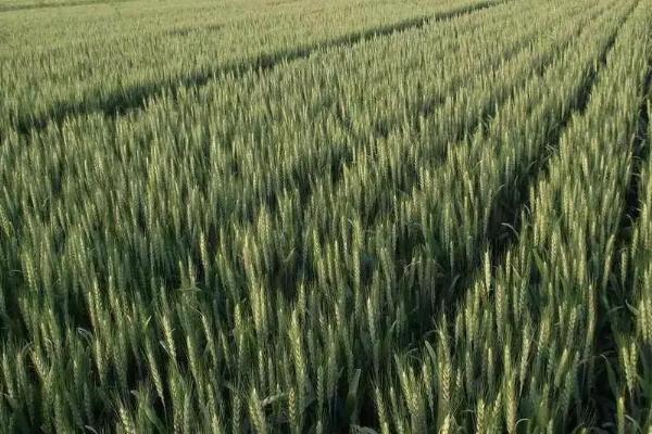 圣麦104小麦种子特征特性，适宜播期10月上中旬