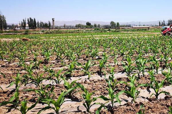 鑫丰盛9903玉米种子简介，适宜播期4月下旬至5月上旬