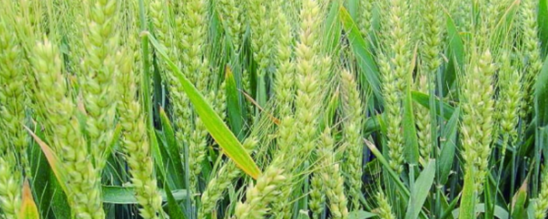 中麦110小麦种子特点，适宜播期10月上中旬