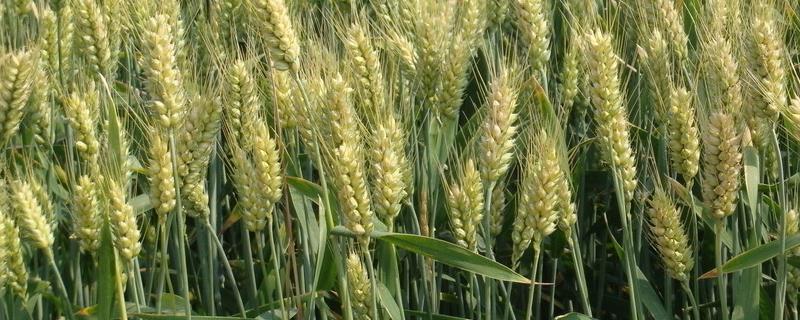 云麦766小麦种子特征特性，中抗条锈病