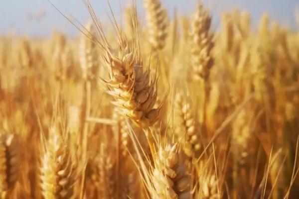 晋麦106号小麦种子简介，每亩施优质农家肥2000千克