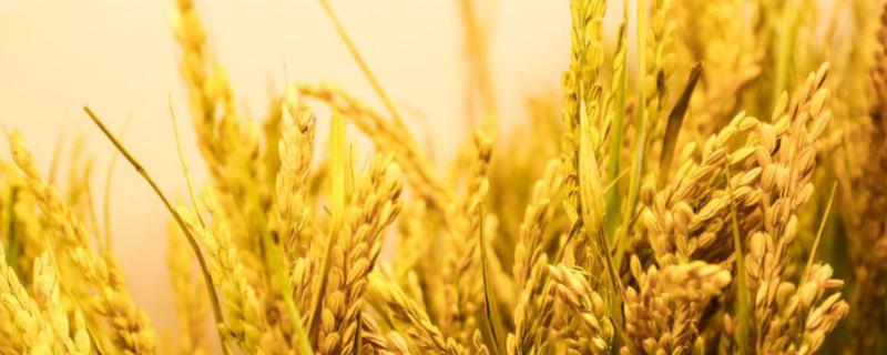 晋稻18号水稻种子特点，适宜播期4月上中旬