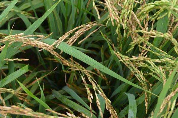 金稻777水稻种子特征特性，全生育期171天