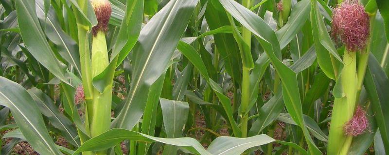 道育3号玉米品种的特性，注意及时防治病虫害
