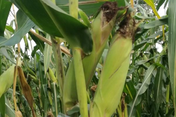 方玉3201玉米种简介，高抗禾谷镰孢茎腐病