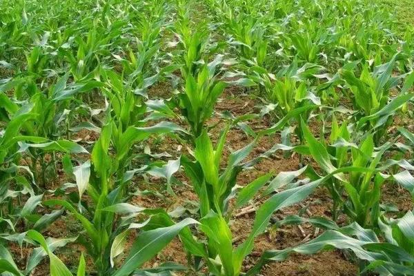 方玉3201玉米种简介，高抗禾谷镰孢茎腐病