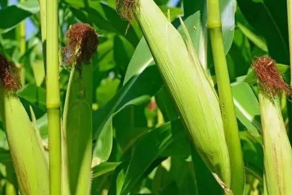 东风71玉米品种的特性，足墒播种