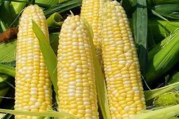合育76玉米种子特点，生育期103天左右