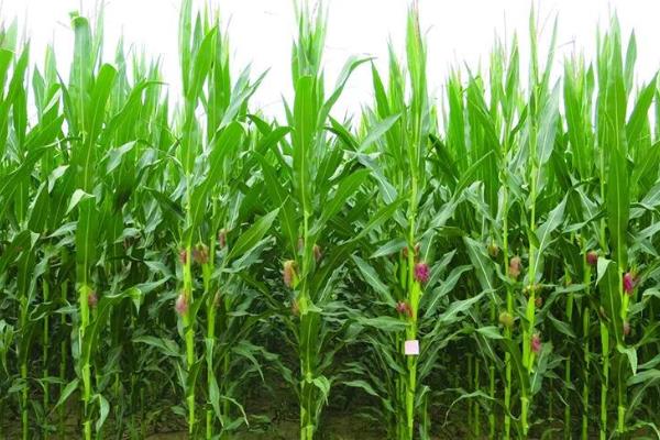 先达7037玉米种子特征特性，选择中上等肥力地块种植