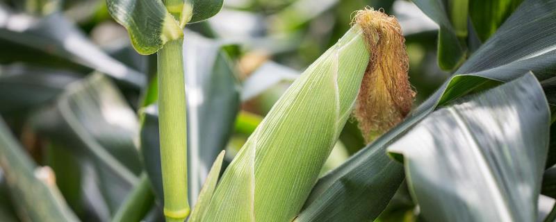 源育175玉米种子简介，喇叭口期注意防治玉米螟