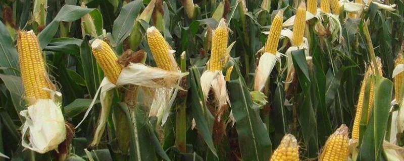 道育5号玉米种子特征特性，根据实际情况及时进行防治
