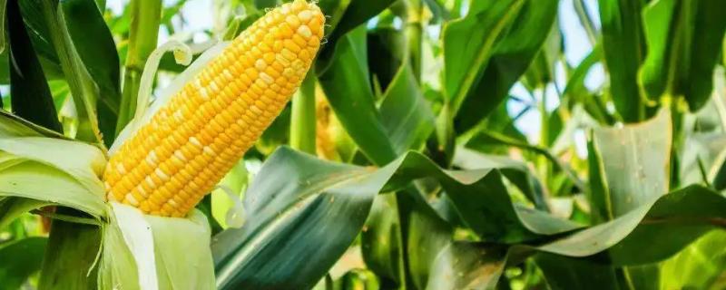 东风71玉米品种的特性，足墒播种
