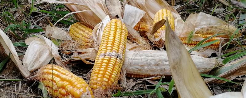 蠡单20玉米品种的特性，种子包衣以防治地下害虫