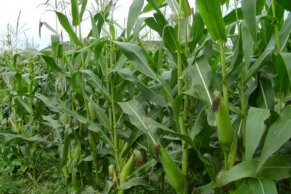 先达7037玉米种子特征特性，选择中上等肥力地块种植